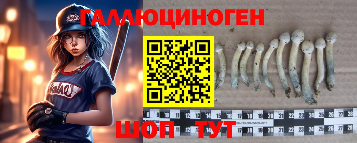 Галлюциногенные грибы Psilocybine cubensis Гудермес